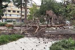 Gəncədə güclü külək irigövdəli ağacı aşırıb- FOTO
