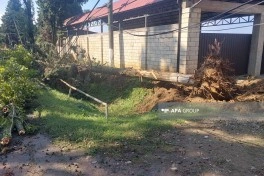 Lənkəranda güclü külək bir sıra fəsadlar törədib, 15-ə yaxın irigövdəli ağac aşıb