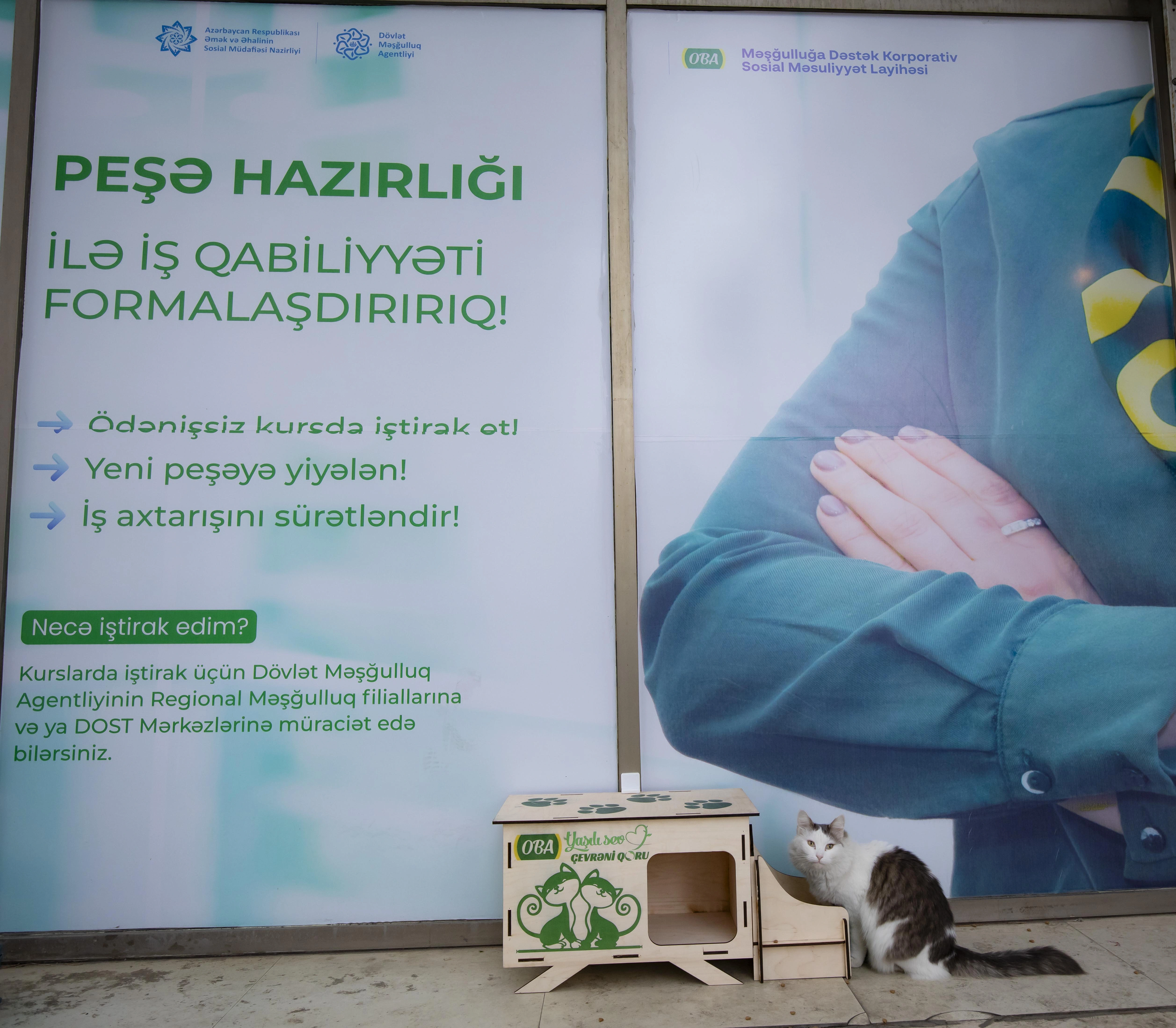 “OBA” sahibsiz küçə heyvanları üçün layihə başlatdı