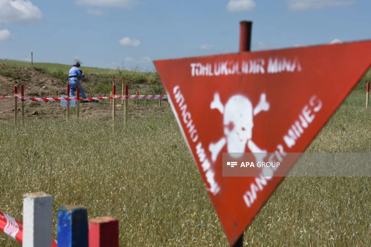 Azad edilmiş ərazilərdə mina təmizlənməsində istifadə olunan itlərin sayı açıqlanıb