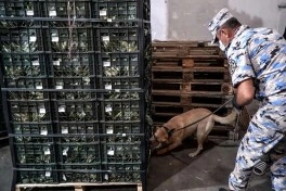 İrandan Rusiyaya gül kələmi aparan yük maşınında 90 kq-dan çox marixuana aşkarlanıb - FOTO - VİDEO