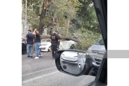 Bakıda güclü külək irigövdəli ağacı avtomobillərin üzərinə aşırıb - FOTO