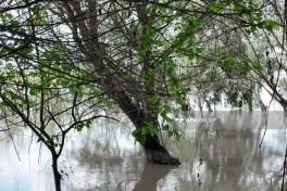 Sabirabadda Kür çayında suyun səviyyəsi artıb