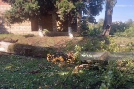 Lənkəranda güclü küləklə müşahidə olunan dolu bir sıra fəsadlar törədib