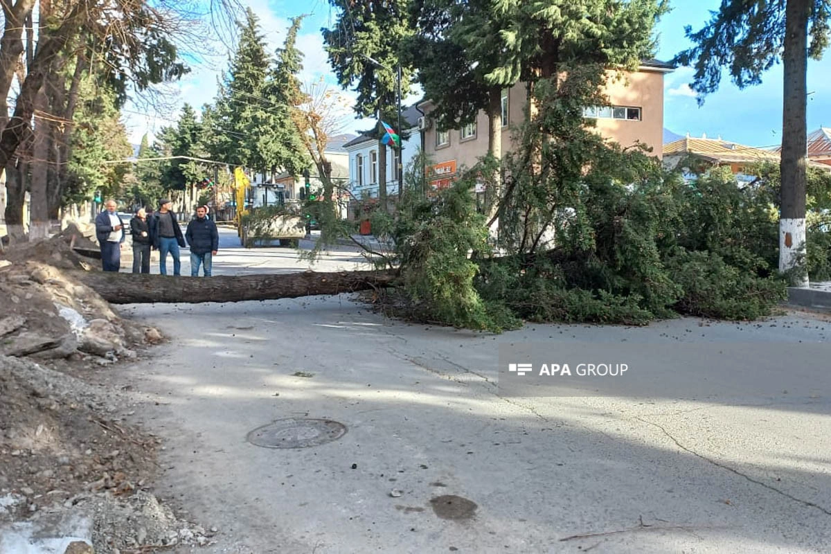 Zaqatalada külək irigövdəli ağacları yola aşırıb, xəsarət alan var - FOTO - YENİLƏNİB