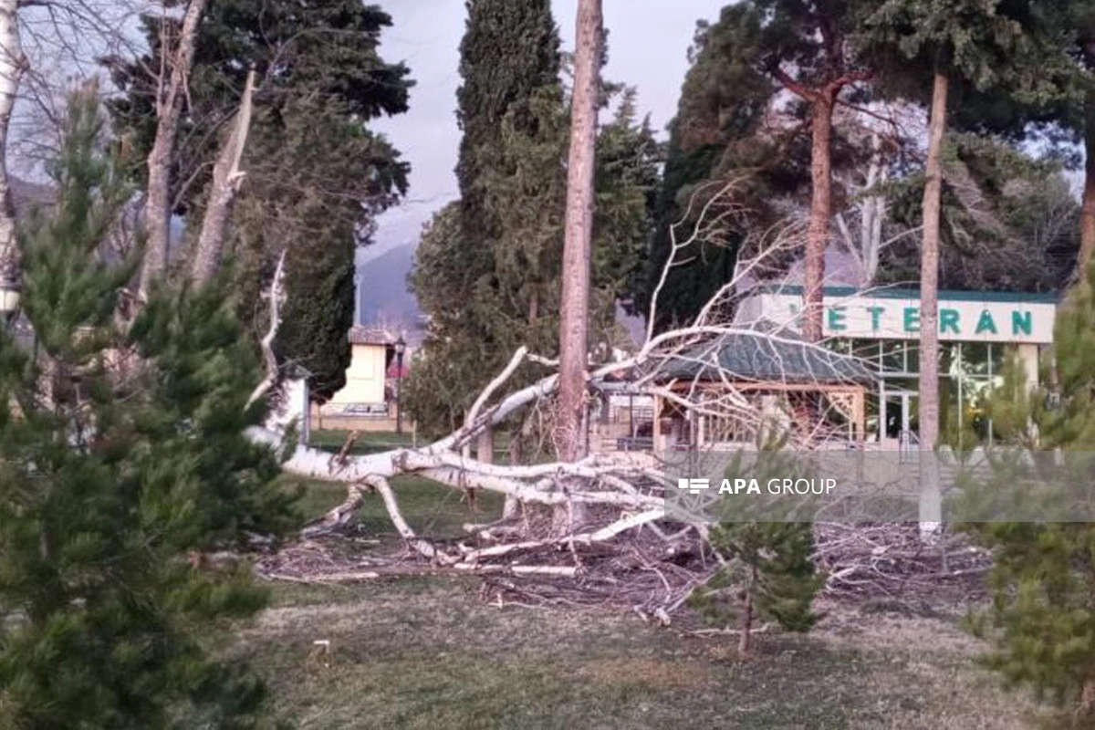 Oğuzda güclü külək fəsadlar törədib - FOTO
