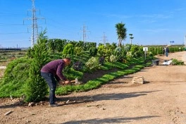 Sumqayıtda genişmiqyaslı abadlıq və yaşıllaşdırma işləri aparılır - FOTO