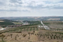 Şamaxıda “Nəsimi Bağları”nda 150 mindən çox ağac və bitki əkilib - FOTO
