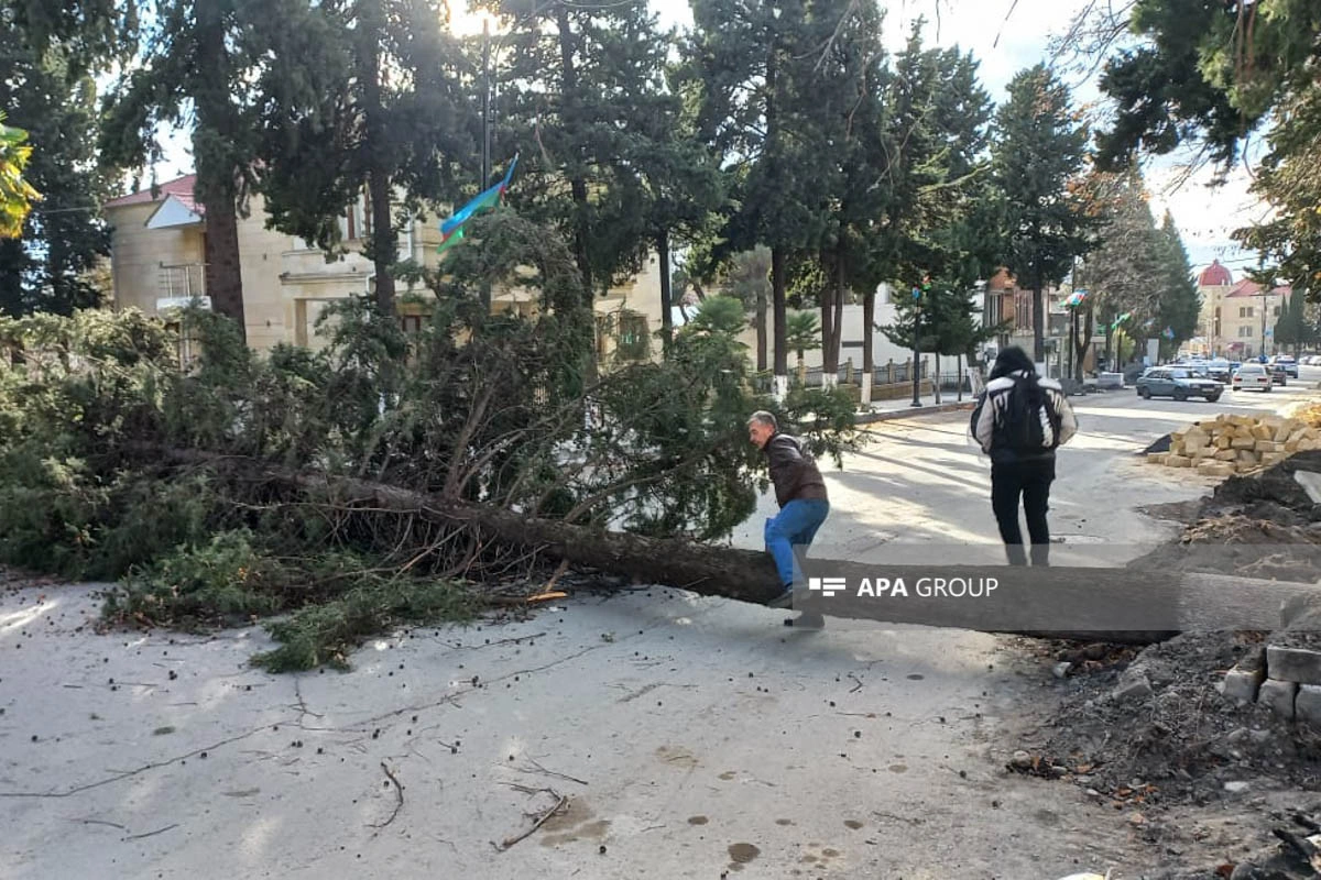 Zaqatalada külək irigövdəli ağacları yola aşırıb, xəsarət alan var - FOTO - YENİLƏNİB
