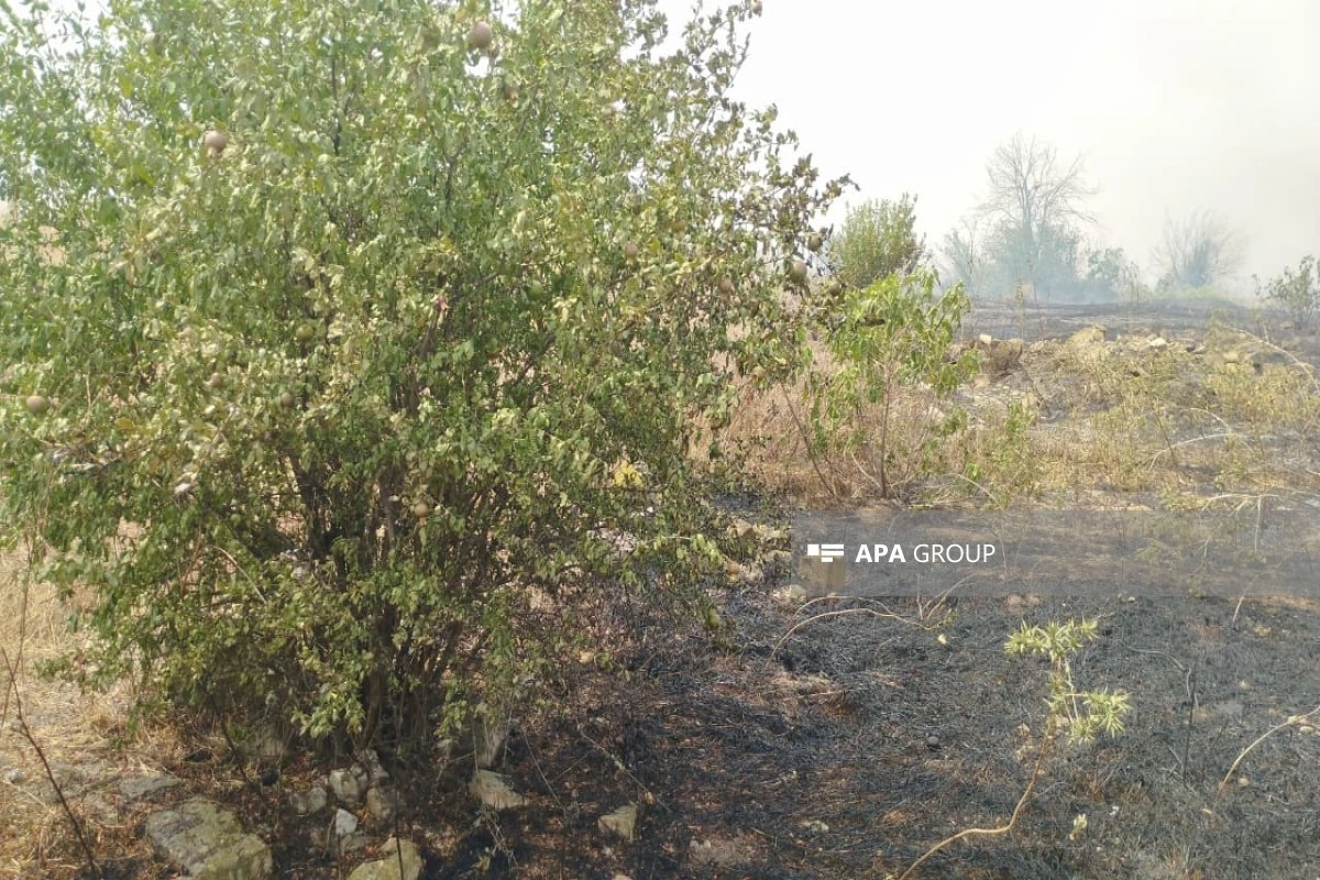 ​​​​​​​Ağdamda açıq sahədə yanğın Saybalı və Bağbanlar kəndləri istiqamətinə yayılıb - FOTO