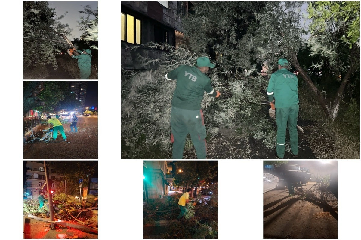 Külək nəticəsində Bakıda 41 ağac sınıb - FOTO