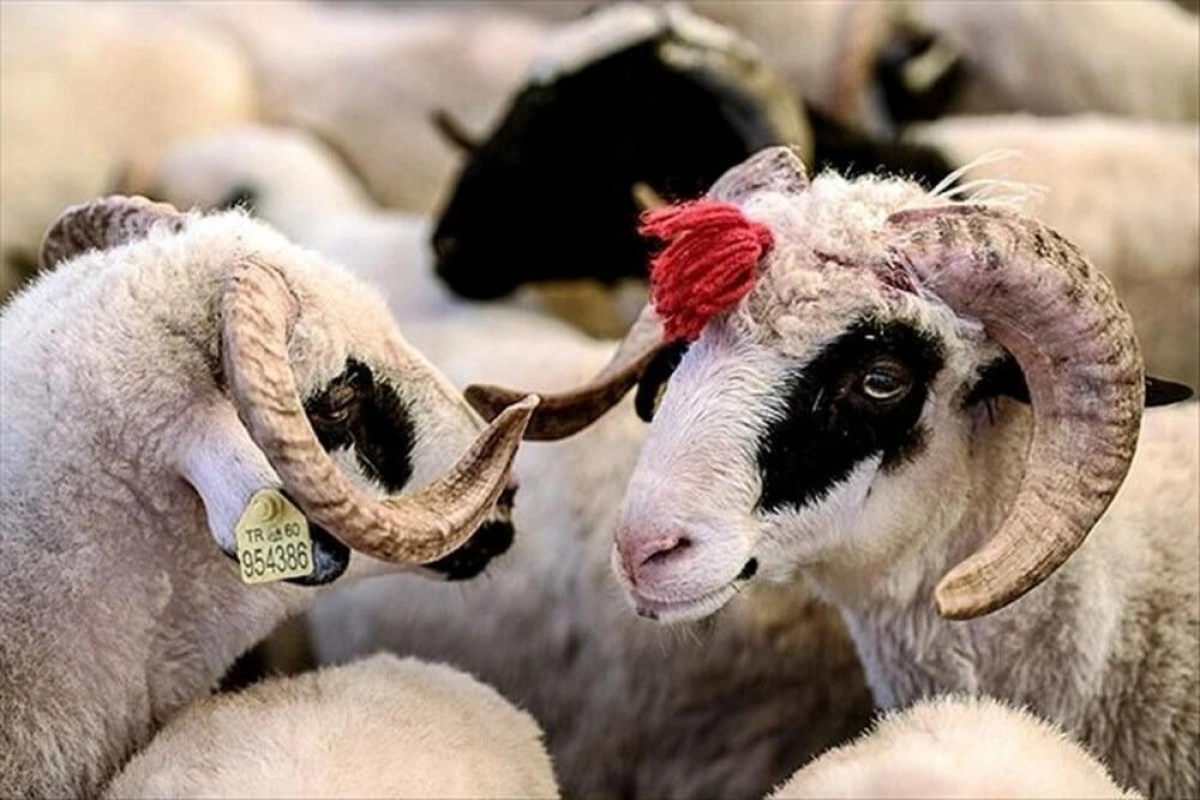 Qurban bayramı ilə bağlı fətva verilib