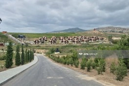 Şamaxıda “Nəsimi Bağları”nda 150 mindən çox ağac və bitki əkilib - FOTO