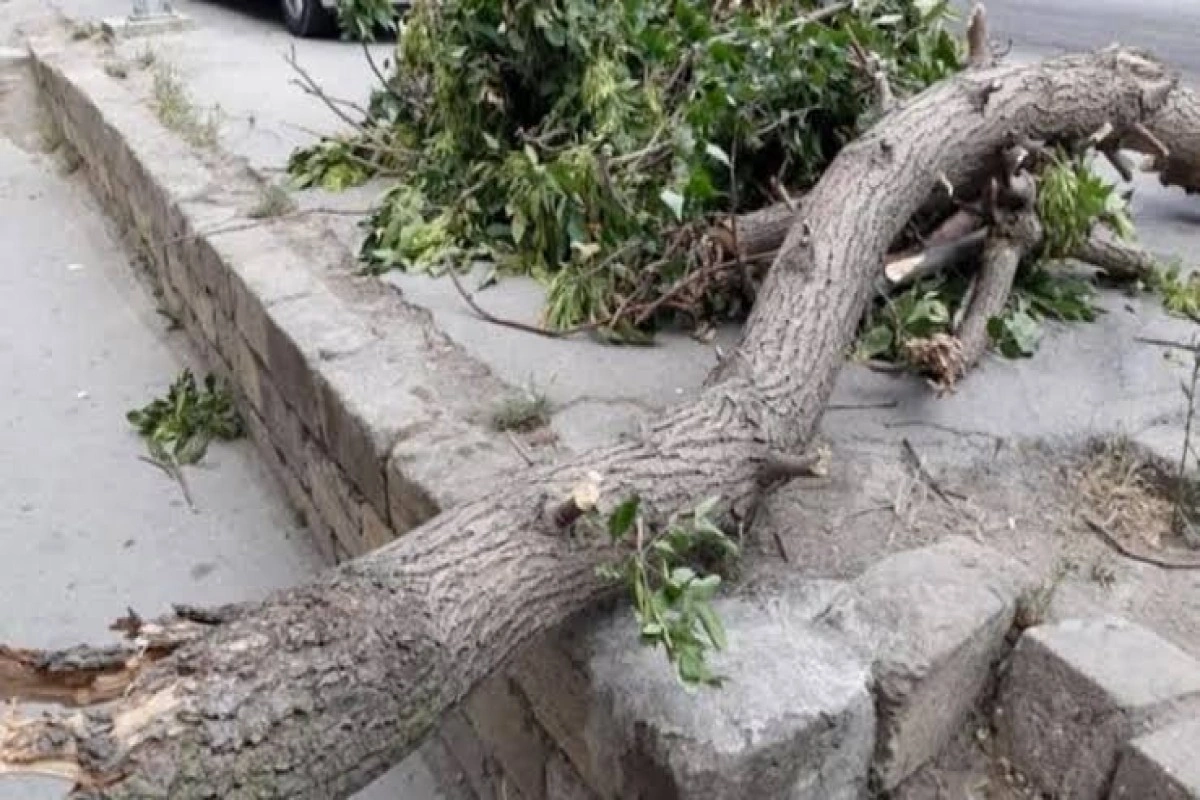 Bakıda güclü külək nəticəsində xəsarət alanların sayı açıqlanıb - YENİLƏNİB-2