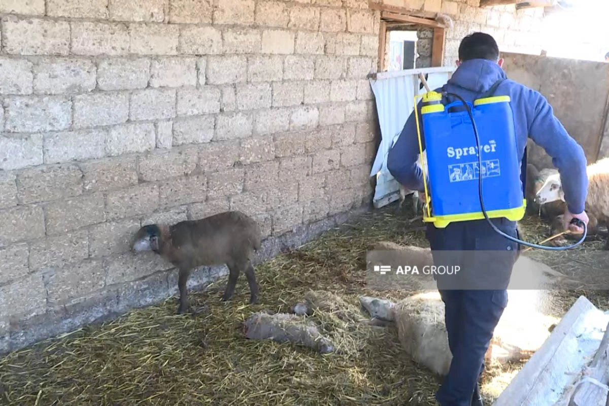 Saatlıda canavarlar 14 qoyunu tələf edib - FOTO