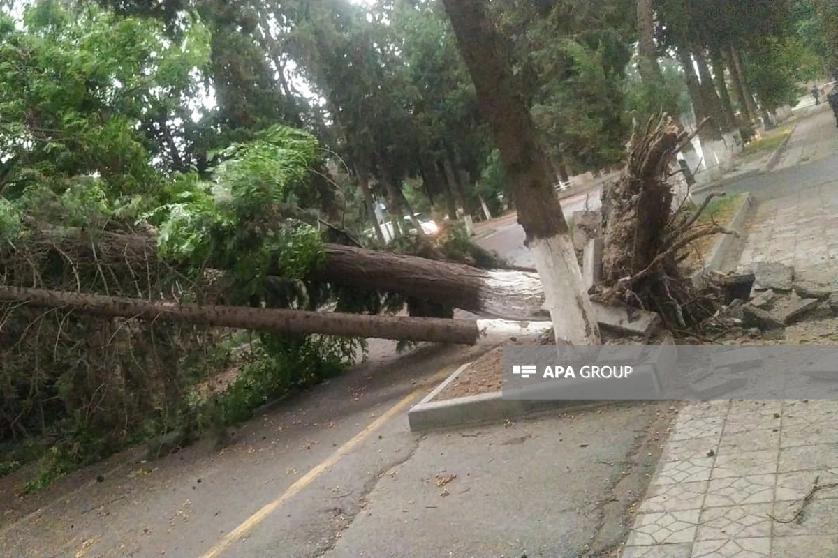 Əlverişsiz hava Qax və Zaqatalada elektrik, internet və qaz təchizatında fasilələrə səbəb olub