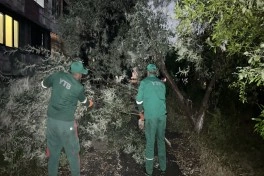 Külək nəticəsində Bakıda 41 ağac sınıb - FOTO