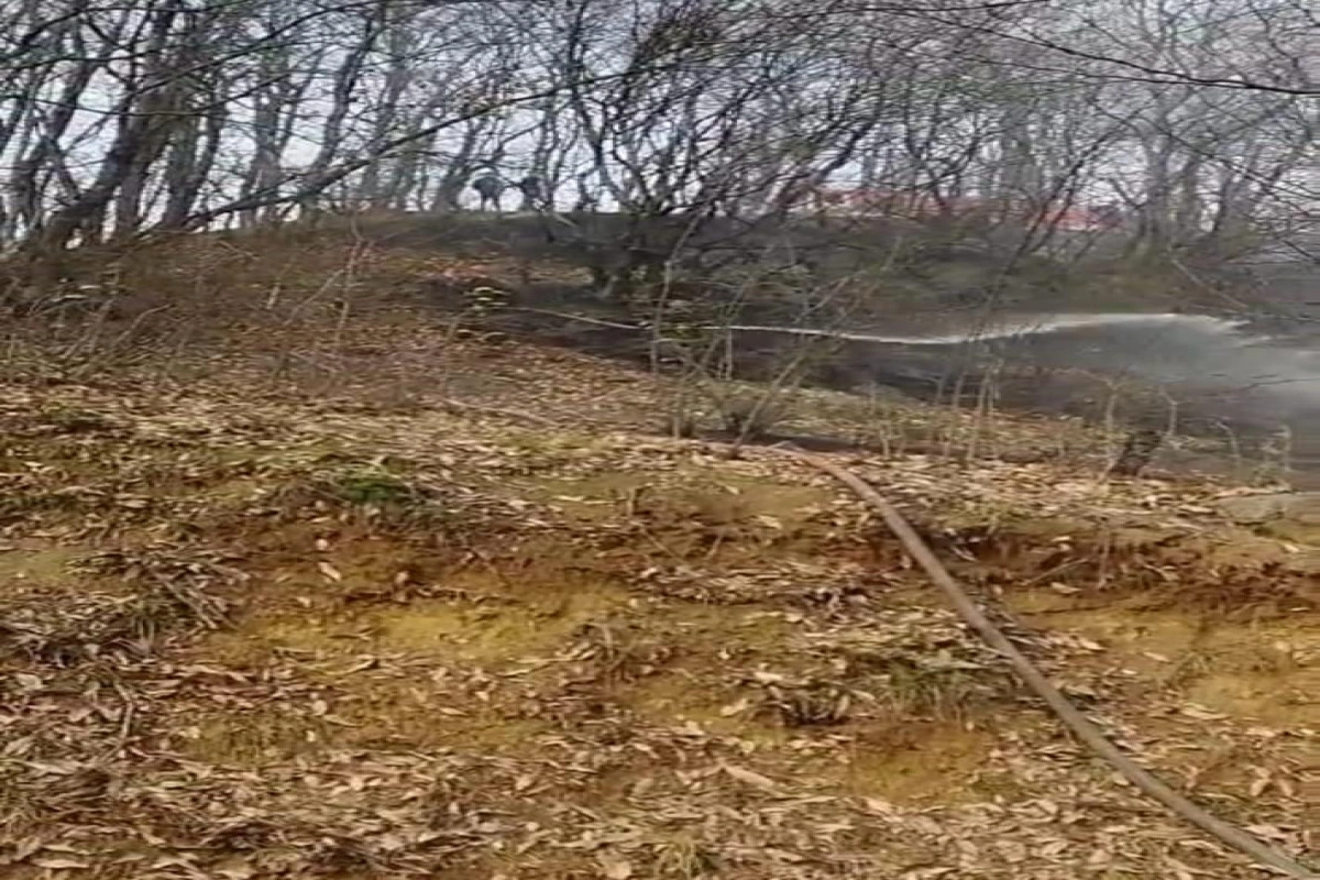 Masallıda meşədə yanğın olub - FOTO - VİDEO - YENİLƏNİB