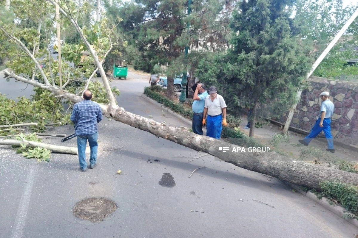 Güclü külək Bərdə, Tərtər və Ağdamda fəsadlar yaradıb - FOTO