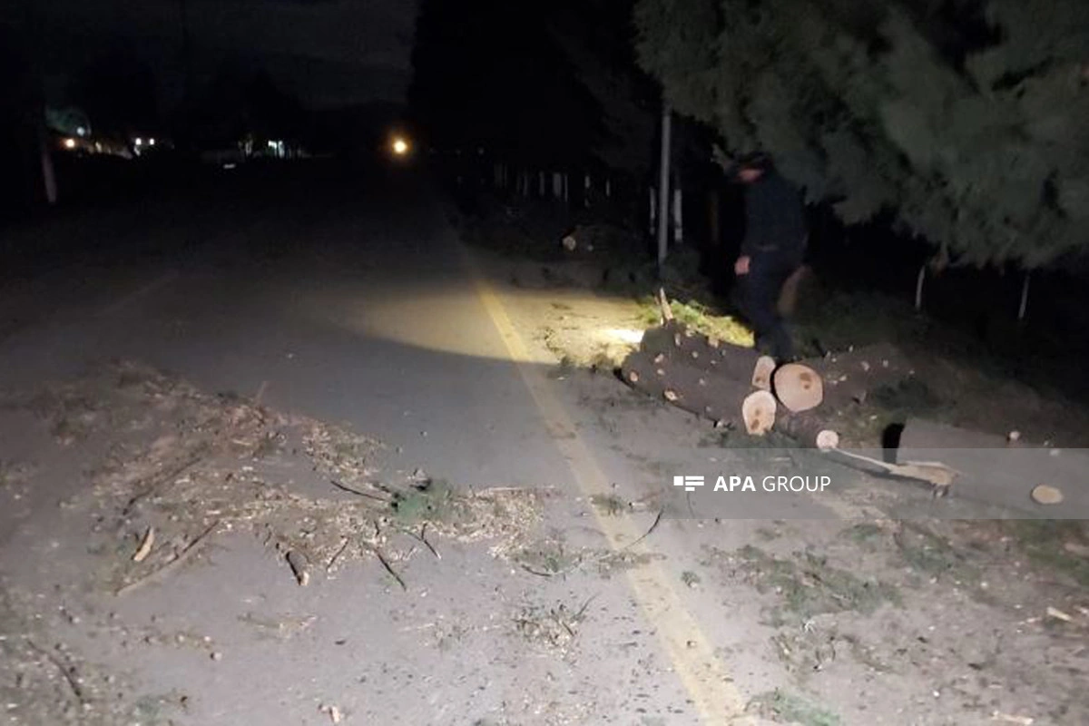 Lənkəranda çağırışa gedən təcili yardım avtomobilinin üzərinə ağac düşüb - FOTO - YENİLƏNİB-2