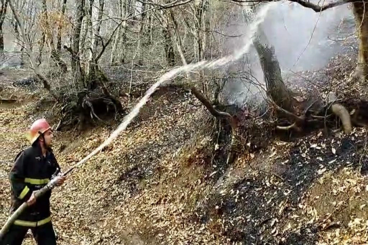 Masallıda meşədə yanğın olub - FOTO - VİDEO - YENİLƏNİB