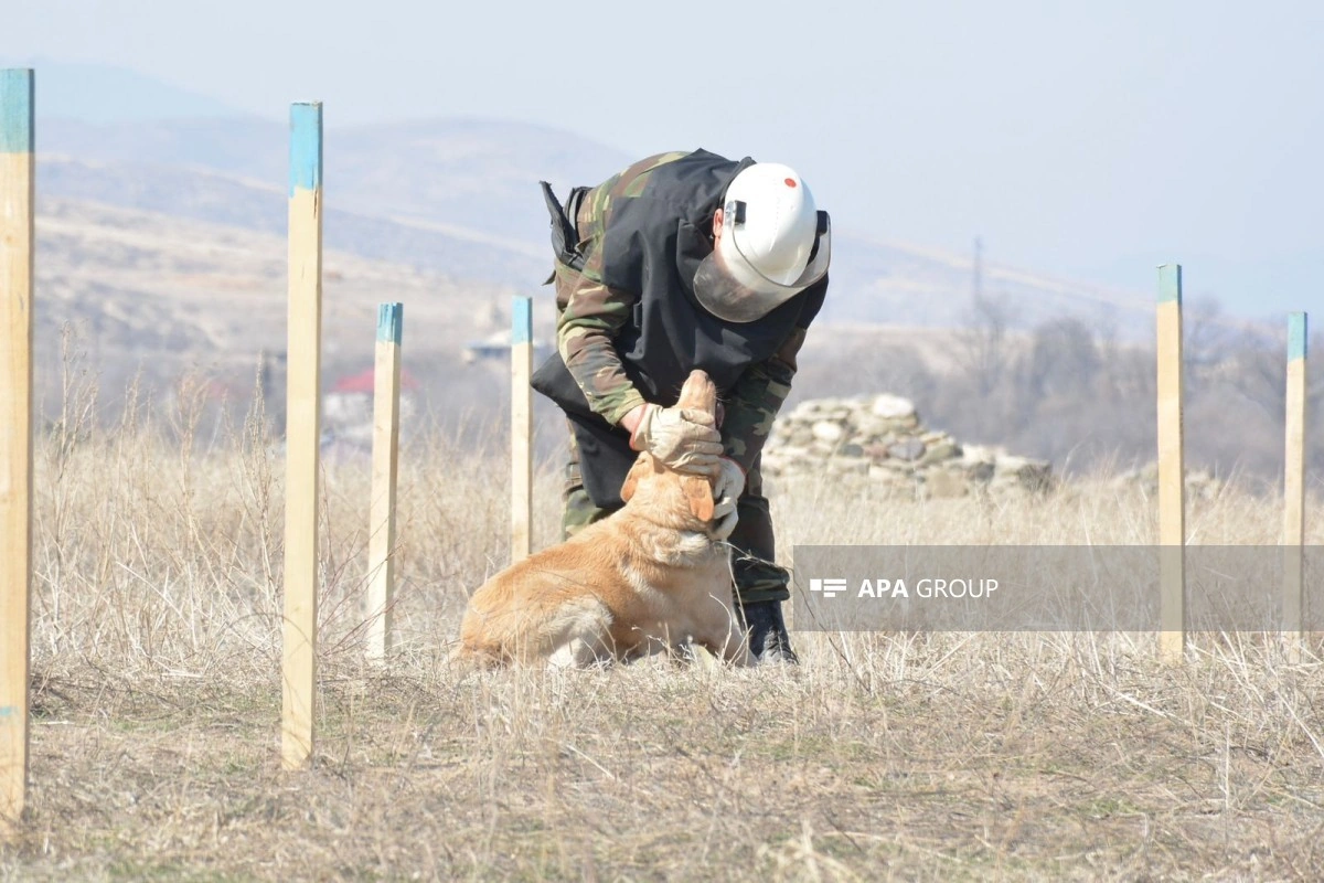 Azad edilmiş ərazilərdə daha 132 mina, 426 PHS aşkarlanıb
