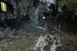 Külək nəticəsində Bakıda 41 ağac sınıb - FOTO