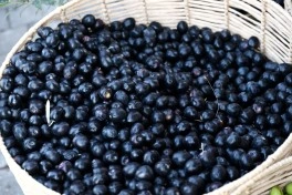 Bakı Bulvarında Zeytun Festivalı davam edir - FOTO