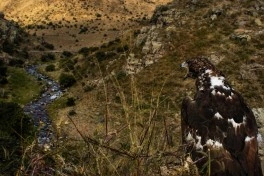 "Qırmızı Kitab"a daxil edilmiş nadir qızılı qartal Naxçıvanda təbii yaşayış arealına qaytarılıb - FOTO