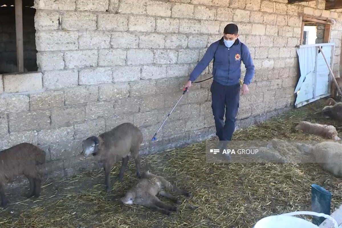 Saatlıda canavarlar 14 qoyunu tələf edib - FOTO