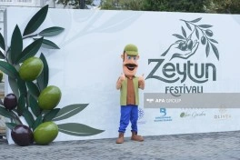 Bakı Bulvarında Zeytun Festivalının son günüdür  - FOTOLENT