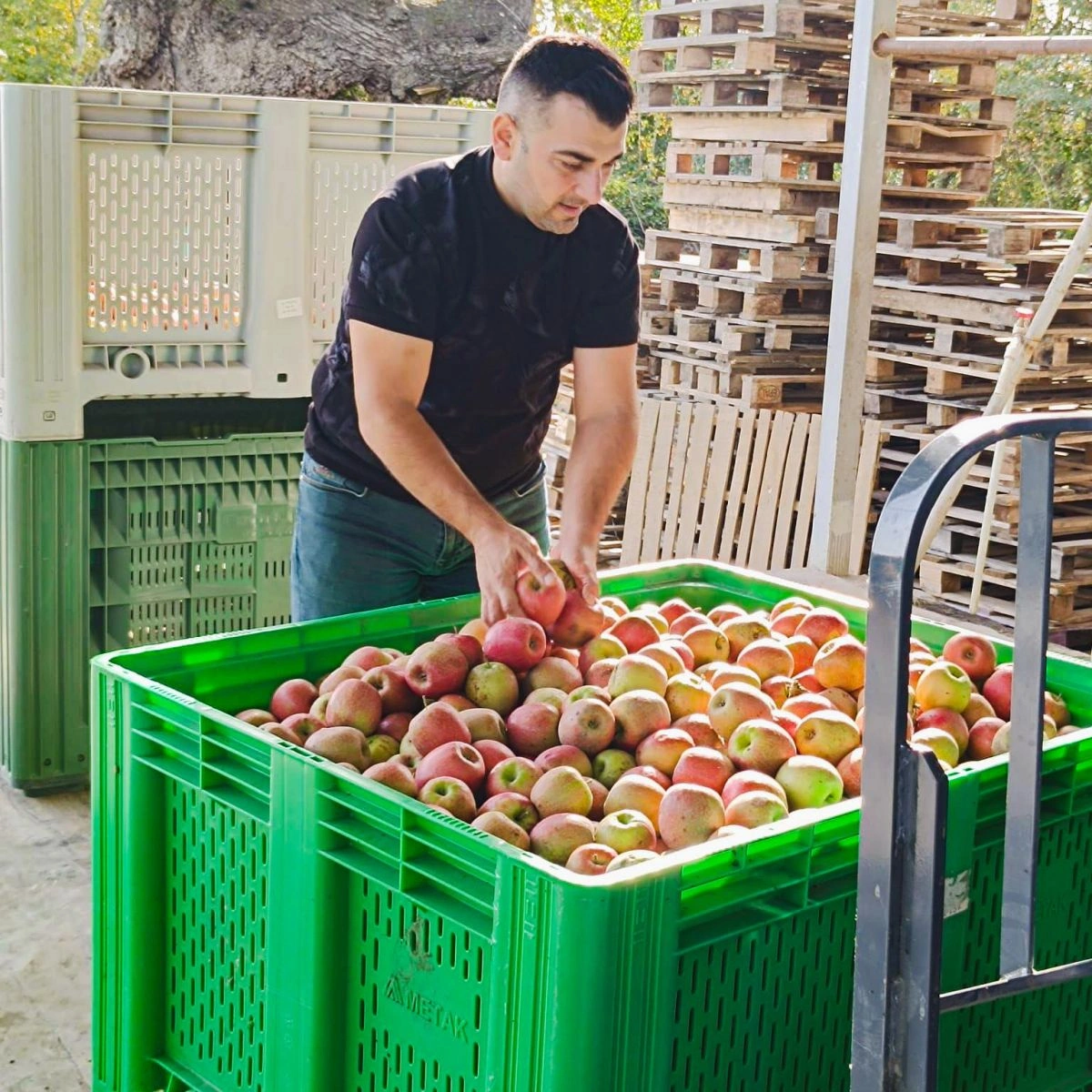 “Araz” supermarketlər şəbəkəsi fermerlərin məhsullarını tarladan birbaşa rəflərə çatdırır  - Fotolar
