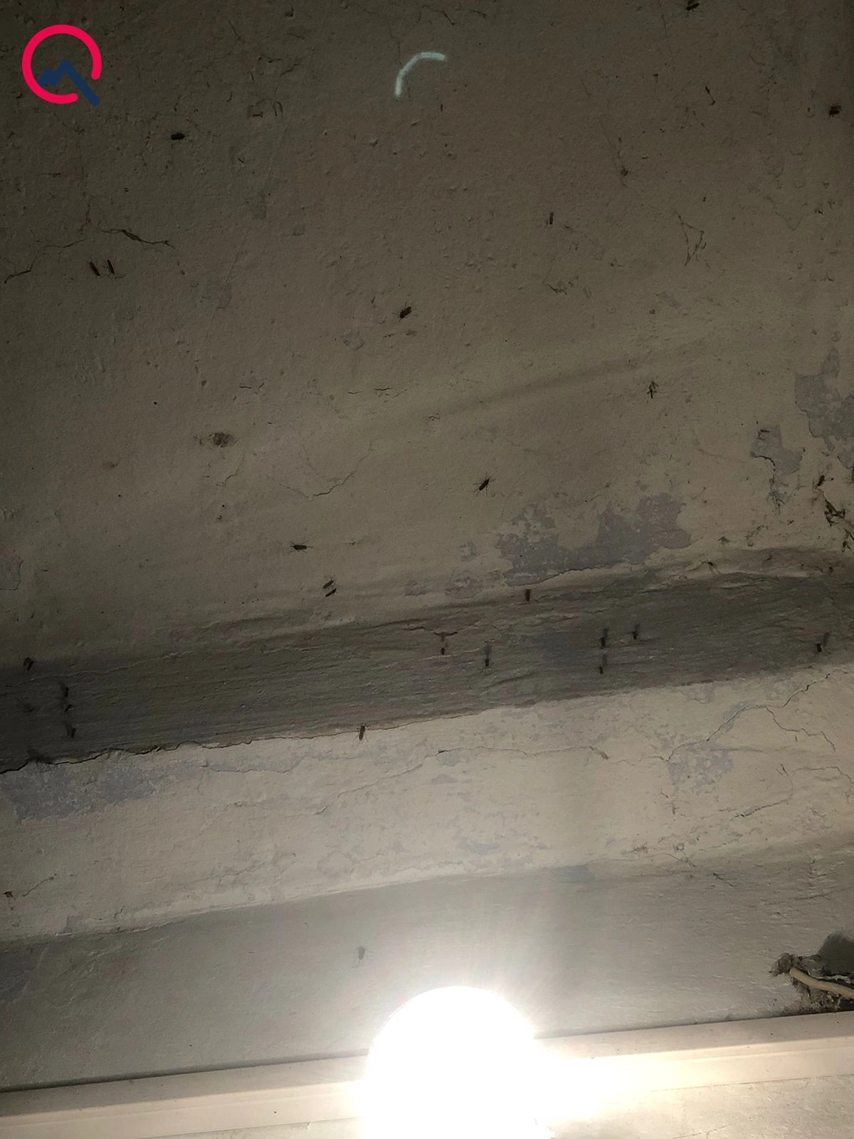 “Qışın bu soyuğunda ağcaqanad əlindən dayanmaq olmur”  - Foto