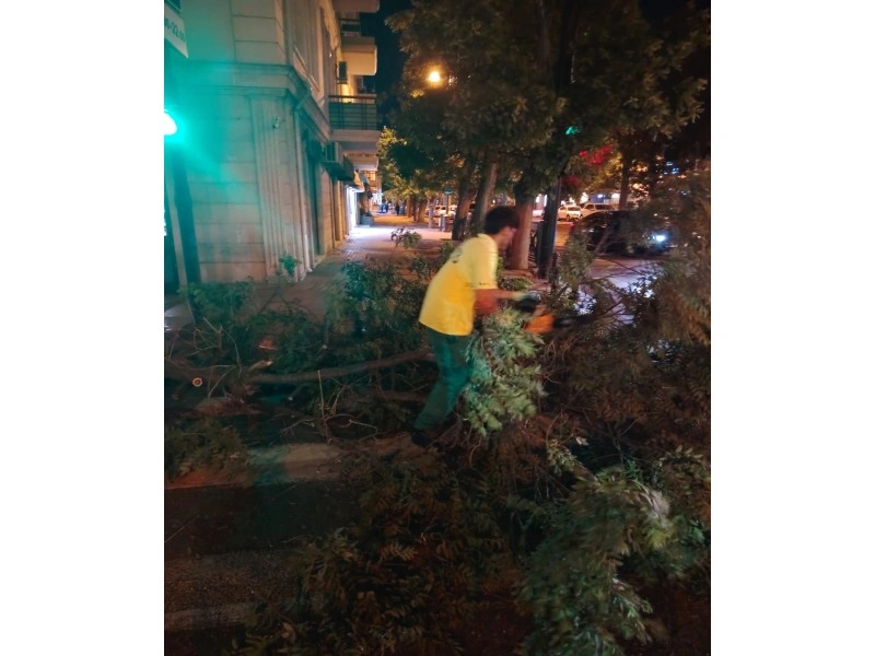 Külək nəticəsində Bakıda 41 ağac sınıb - FOTO