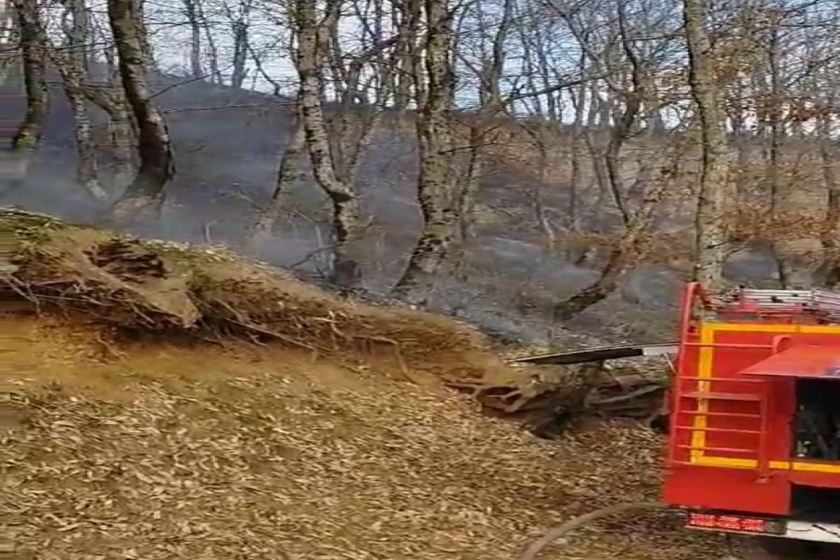 Masallıda meşədə yanğın olub - FOTO - VİDEO - YENİLƏNİB