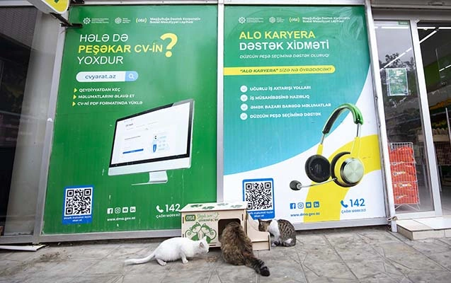 “OBA” sahibsiz küçə heyvanları üçün layihə başlatdı