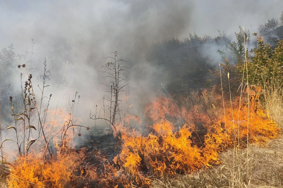 Yardımlı rayonu, Eçara kəndində açıq ərazidə yanğın olub - VİDEO