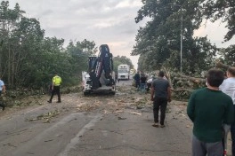 Cəlilabadda güclü külək nəticəsində ağac maşının üstünə aşıb - FOTO