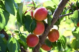Əlaqələndirmə Qərargahının üzvlərinin Ağdərə və Xocalıya səfəri başlayıb