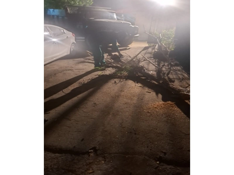 Külək nəticəsində Bakıda 41 ağac sınıb - FOTO