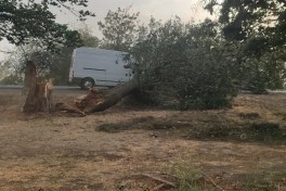 Cəlilabadda güclü külək nəticəsində ağac maşının üstünə aşıb - FOTO