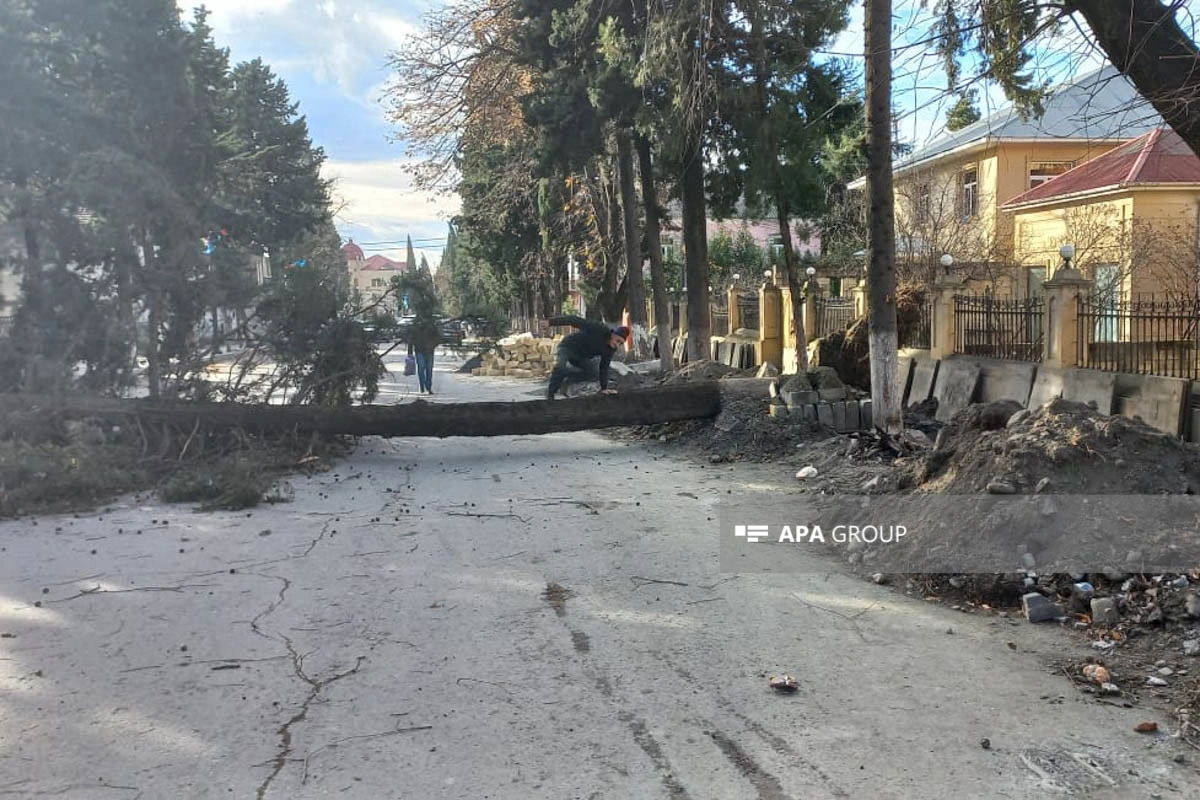 Zaqatalada külək irigövdəli ağacları yola aşırıb, xəsarət alan var - FOTO - YENİLƏNİB
